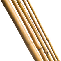 Westwood | Bamboe paal | Blank | 300 cm | 10-12 cm